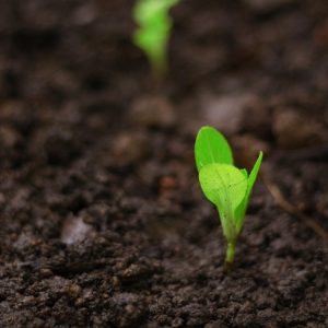 seedlings-for-planting-5325679_640